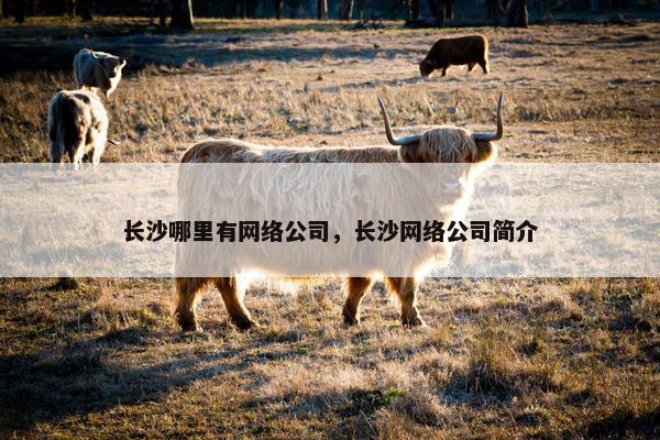 长沙哪里有网络公司，长沙网络公司简介-第1张图片-冷动云